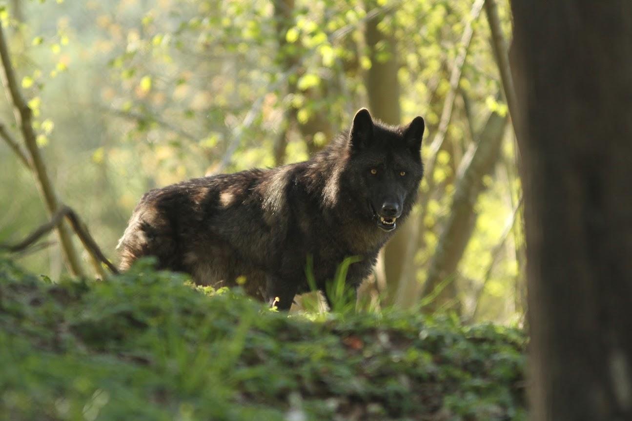 Photo de Temple Des Loups